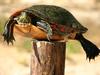 Sarah Palin: Post Turtle Sarah Palin: Post Turtle